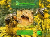 Ultimate Puzzles Insects screenshot, image №2881522 - RAWG