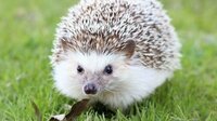 hedgehog adventur screenshot, image №2627360 - RAWG