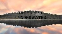 the forest underwater screenshot, image №1775121 - RAWG