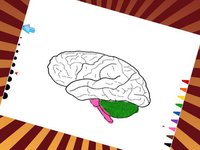 Atlas Of Body Parts Human Anatomy Coloring Book screenshot, image №1612159 - RAWG