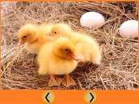 my favorite farm animals - free screenshot, image №1669798 - RAWG