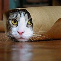 Fun Time: Find My Cat screenshot, image №3255760 - RAWG