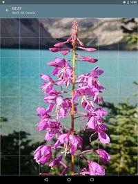 Jigsaw Puzzle: Flowers screenshot, image №1497472 - RAWG