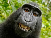 Swinging Monkey screenshot, image №3395566 - RAWG