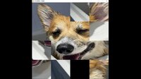 hgmGame-dog screenshot, image №4173678 - RAWG