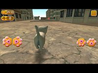 Cat In City Go Simulator screenshot, image №901305 - RAWG