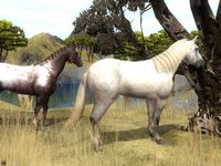 Wildlife Park 2 - Horses screenshot, image №151722 - RAWG