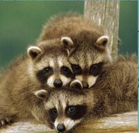 Ultimate Puzzles: Animals 2 screenshot, image №2695896 - RAWG