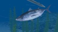 Reel Fishing Ocean Challenge screenshot, image №792340 - RAWG