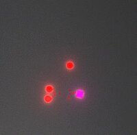 Top-DownShooter (Ahmedev) screenshot, image №3091190 - RAWG