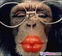 funny monkey screenshot, image №2794629 - RAWG