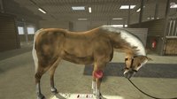 Riding Club Championships screenshot, image №106857 - RAWG