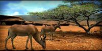 Afrika screenshot, image №509046 - RAWG