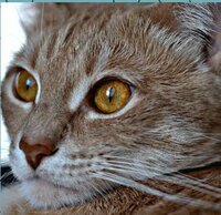 Ultimate Puzzles: Animals 2 screenshot, image №2695895 - RAWG