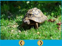 splendid turtles for kids - no ads screenshot, image №1866563 - RAWG