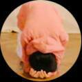 Angrybin- Hanbin Watermelon Game screenshot, image №2707129 - RAWG