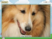 Animal Slide Image Puzzle screenshot, image №2058965 - RAWG