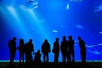 Aquarium (itch) screenshot, image №1111295 - RAWG