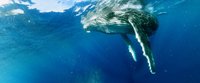Swimming with Humpbacks screenshot, image №1898829 - RAWG