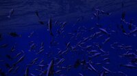 Be a Fish - VR Simulator screenshot, image №2696372 - RAWG