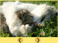 cats and my kids free screenshot, image №1669924 - RAWG