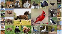 Flashcards for Kids. Animal sounds and puzzles screenshot, image №2641197 - RAWG