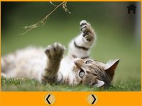 fantastic cats pictures for kids - free screenshot, image №1866737 - RAWG