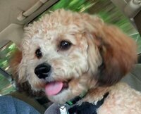 Puppy Petter screenshot, image №2781040 - RAWG