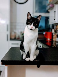 CatDad screenshot, image №2296351 - RAWG