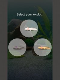 Virtual Therapeutic Axolotl Pet screenshot, image №1662190 - RAWG