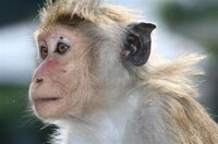 Monkey Slap 2d screenshot, image №3644160 - RAWG