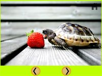 nices turtles for kids - free screenshot, image №1669832 - RAWG