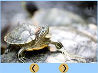 my kids and turtles collection - free screenshot, image №1669745 - RAWG