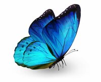Life cycle of butterfly screenshot, image №2715952 - RAWG