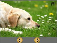 kids dogs lovers - free screenshot, image №1669904 - RAWG