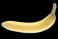 Banana (BAN03) screenshot, image №2990028 - RAWG