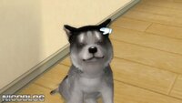 Petz: Dogz Family screenshot, image №783261 - RAWG