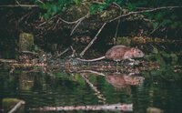 A Rat is Named screenshot, image №3842467 - RAWG
