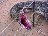 Attack on Python screenshot, image №1260156 - RAWG
