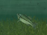 Rapala Pro Fishing screenshot, image №410205 - RAWG