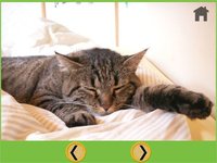 nices cats for kids free screenshot, image №1669764 - RAWG