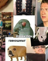 отдавай трусы гавкошмыг screenshot, image №2424607 - RAWG