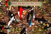 Koi Garden screenshot, image №4016521 - RAWG