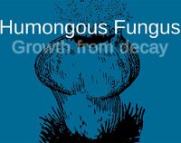 Humongous Fungus screenshot, image №2449079 - RAWG