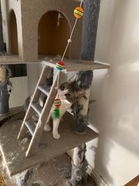 Cat Clicker (itch) screenshot, image №2230158 - RAWG