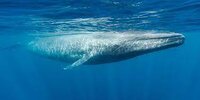 Whale Music Adventure screenshot, image №3490676 - RAWG