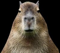 Capybara fly screenshot, image №3409799 - RAWG