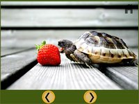 kids turtles lovers - free screenshot, image №1866588 - RAWG