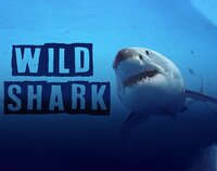 Wild Shark screenshot, image №2557139 - RAWG