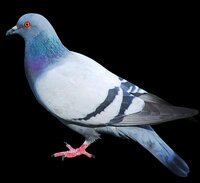 MUSICAL PIGEONS screenshot, image №2937023 - RAWG